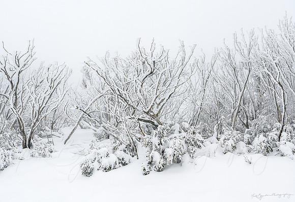 Winter Whites