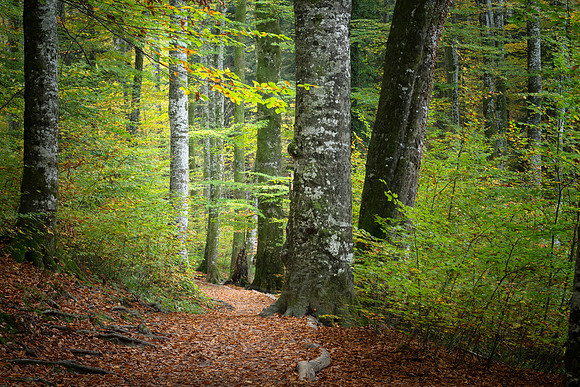 A Carpet of Autumn Leaves