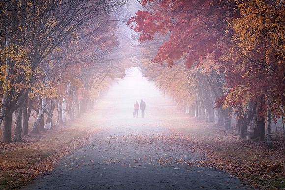 A Country Lane