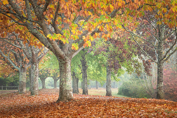 A Bright Autumn