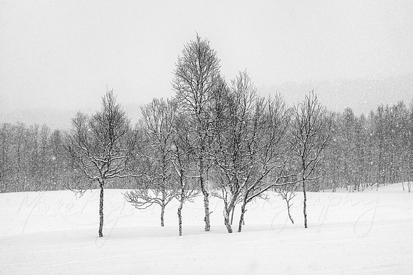 Caught in the Snow