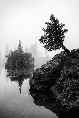 Trees Talking