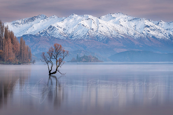 Pink at Dawn