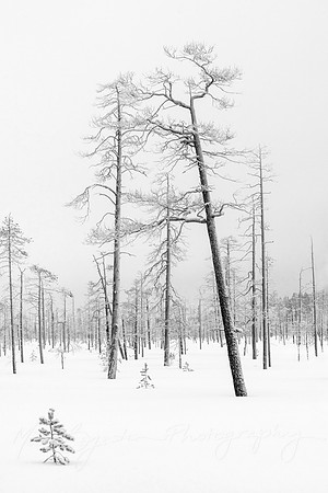 Tree Battle