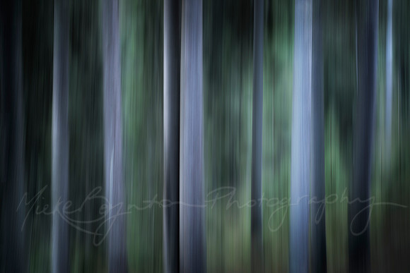 Forest Feeling
