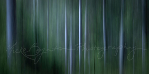 Forest Glow