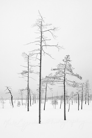 Tunturiaapa Swamp Trees