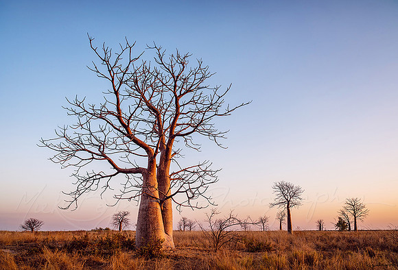 Boabs at Dusk