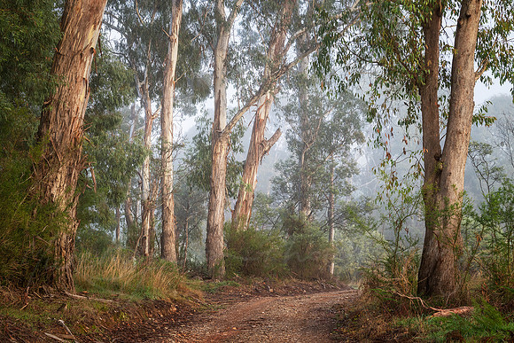 A Foggy Country Road