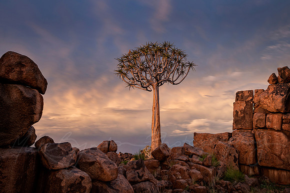 Keetmanshoop Quiver Tree