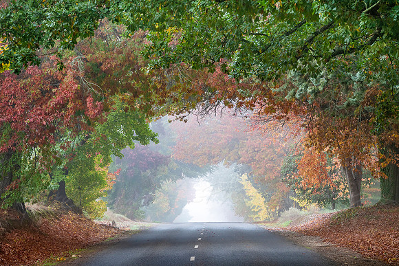 The Colours of the Buckland