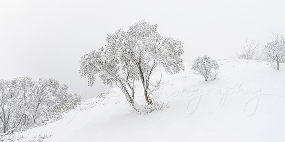 Winter Tree