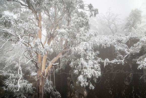 Winter Wonderland