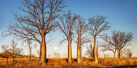 Boab trees at sunset in the Kimberley region of Western Australia by photographer Mieke Boynton