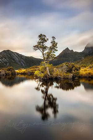 Kingly Reflections