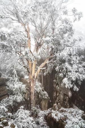 Draped in Snow