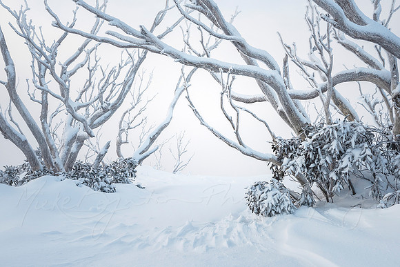 Winter Glow