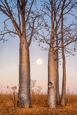 Kimberley Moonrise