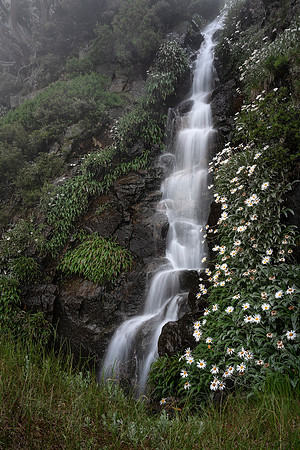 The Daisy Waterfall