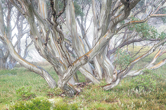 Wet Snowgums