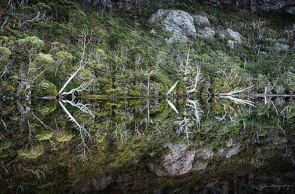 Forest reflections at Flynns Tarn Tasmania by photographer Mieke Boynton