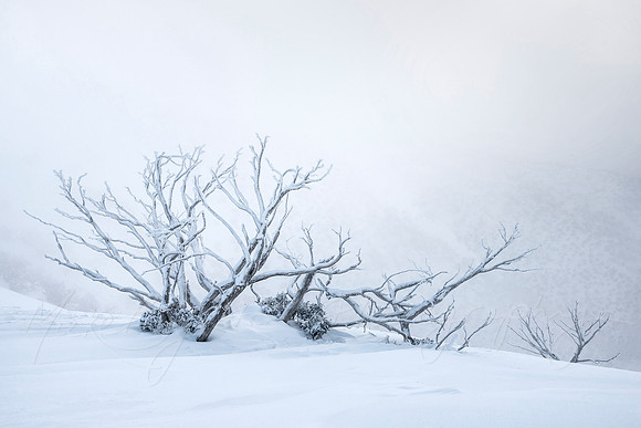 Cold Beauty