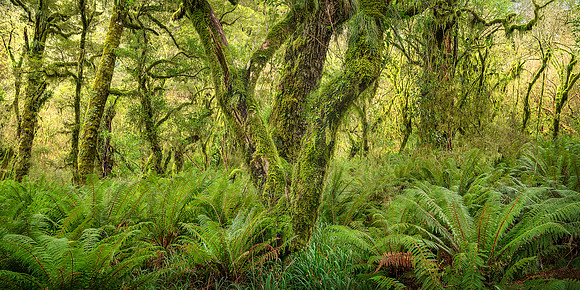 Piopiotahi Forest Panorama