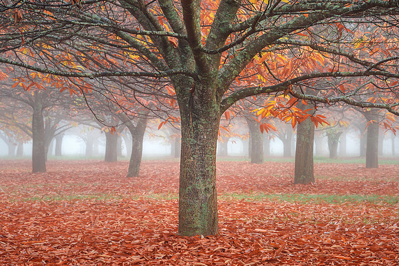 The Autumn Quiet