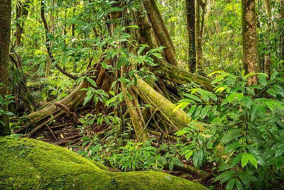 Mossman Rainforest