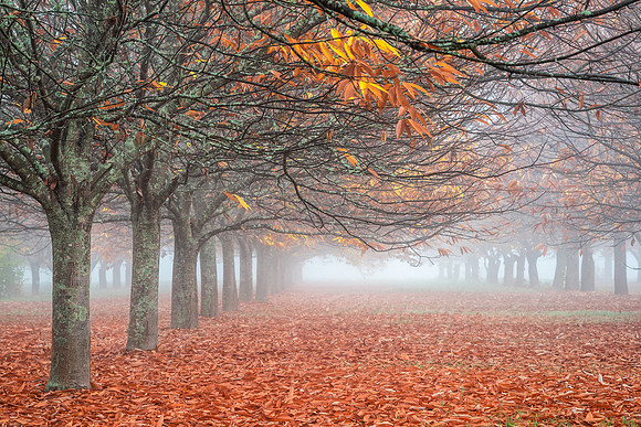 Autumn in the Buckland