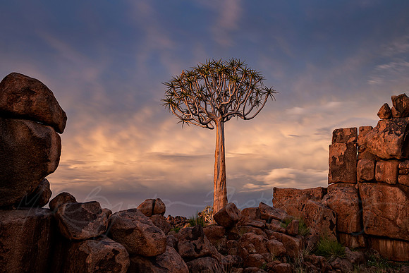 Keetmanshoop Quiver Tree