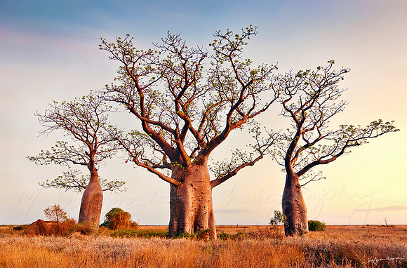 Boab trees of the Kimberley Region of Western Australia by photographer Mieke Boynton