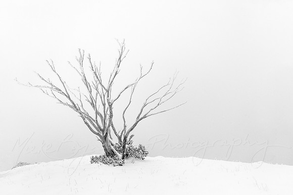 Bare Bones