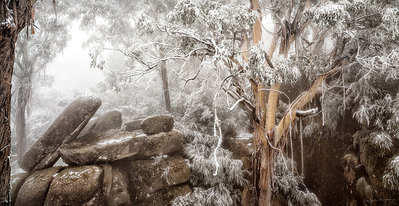 Misty Mountain Gums