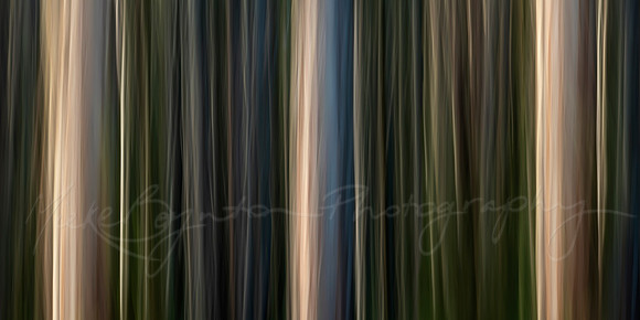 Eucalyptus