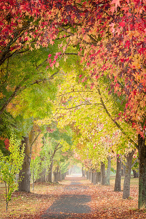 Avenue of Autumn Colours