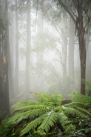 Mount Buller Tree-Fern