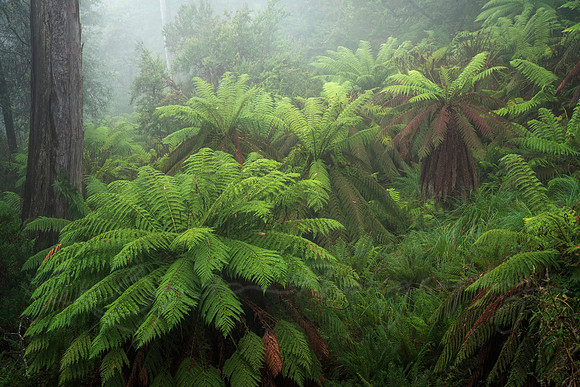 Mystical Tree-Ferns