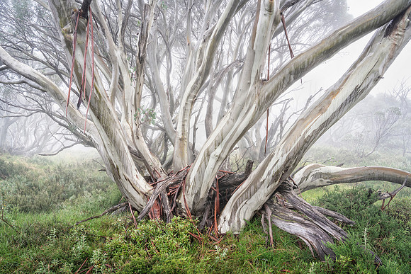 Pastel Snowgums in Fog