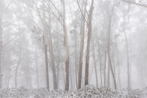 Silent in the Mist