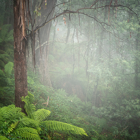The Magical Forest