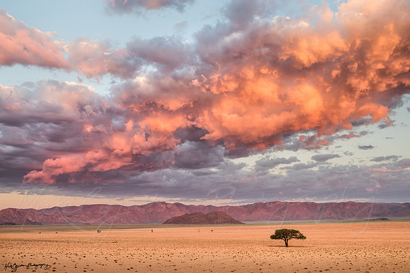 Namibian Plains at Sunset by Mieke Boynton