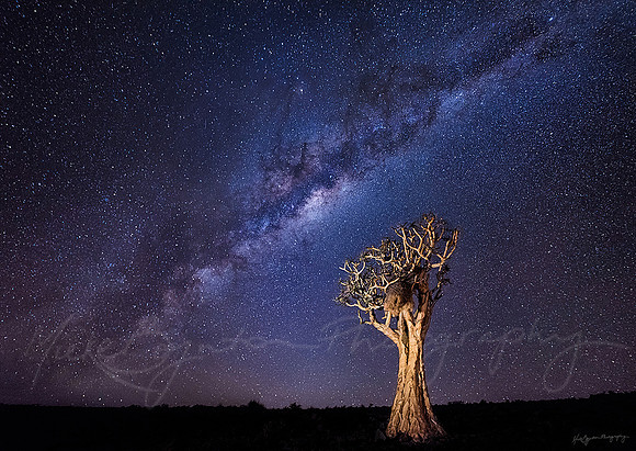 A light-painted quiver tree under the Milky Way at night in Namibia by photographer Mieke Boynton