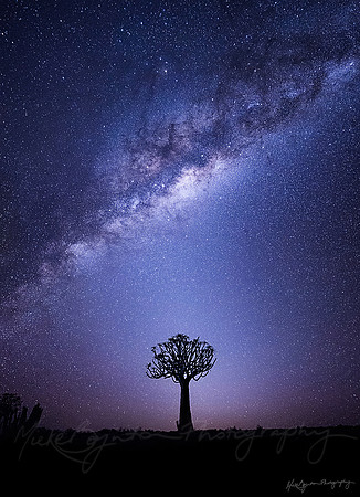 A silhouette of a quiver tree under the Milky Way with the Zodiacal Light at Fish River Canyon Namibia by photographer Mieke Boynton