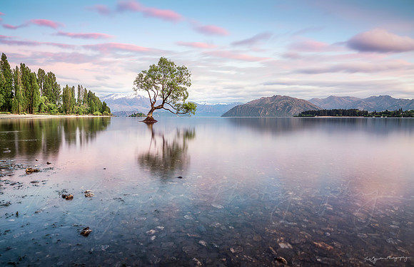 The Wanaka Tree in New Zealand by photographer Mieke Boynton