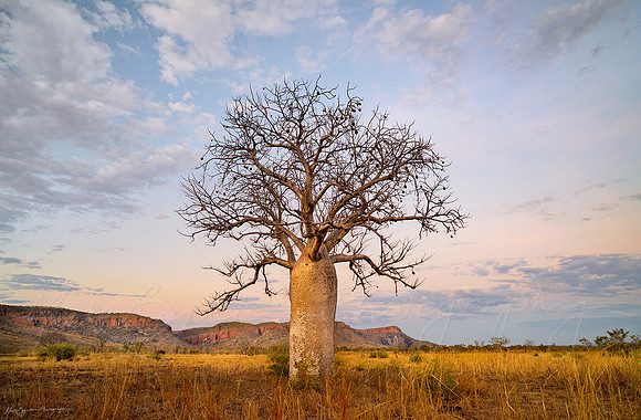 A boab tree in the Kimberley region of Western Australia by photographer Mieke Boynton