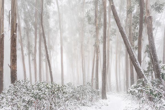 Snow-covered trees at Mt Buffalo Victoria Australia by photographer Mieke Boynton