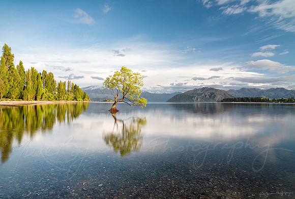 The Wanaka Tree in New Zealand by photographer Mieke Boynton