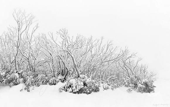 Snow-clad Snowgums