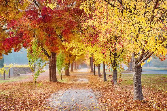 A row of Autumn Trees in Porepunkah, Victoria, Australia by photographer Mieke Boynton